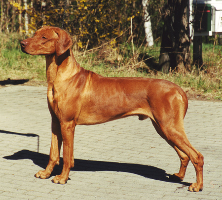 UKUKHANYA SCOUT THE RED BARON