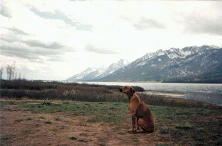 Kelso at the Grand Tetons