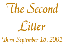 The Second Litter